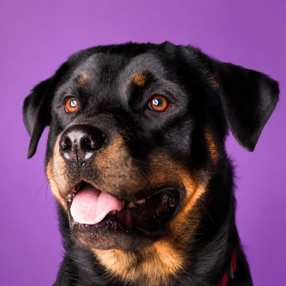 Cachorro de pelagem preta e caramelo