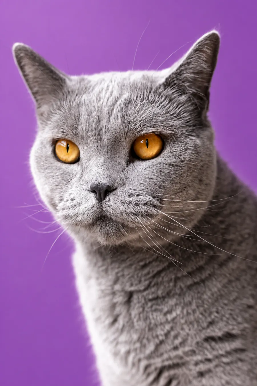 Gato de pelagem cinza