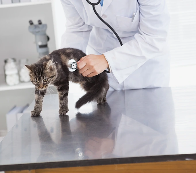 Veterinário examinando um filhote de gato em consulta