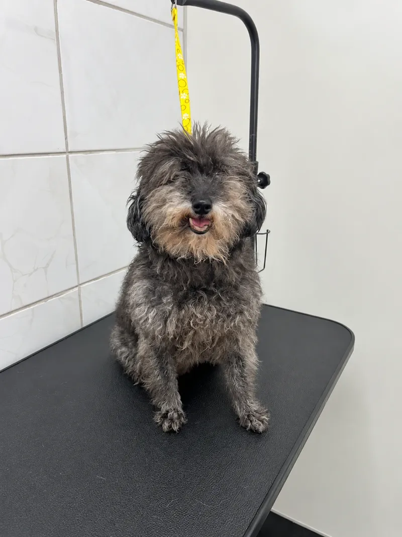 Cão em avaliação na mesa de atendimento
