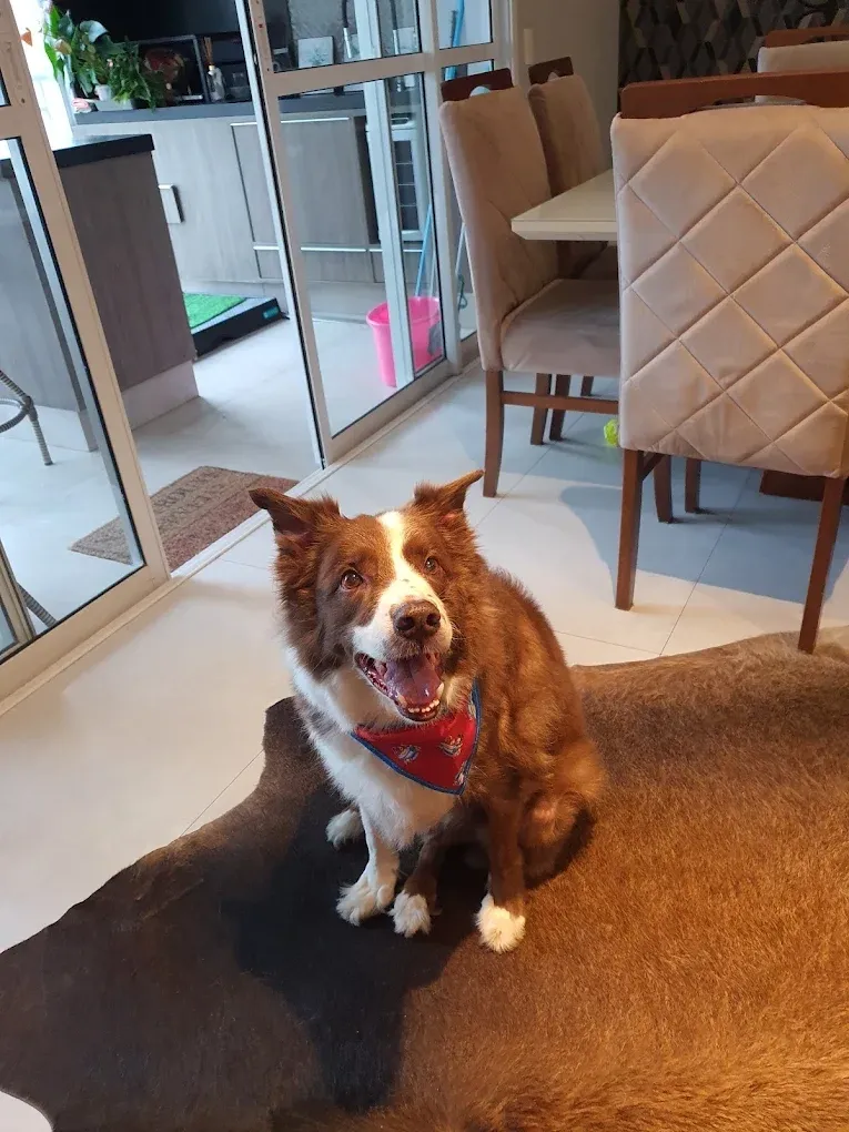 Cão feliz em casa depois do atendimento