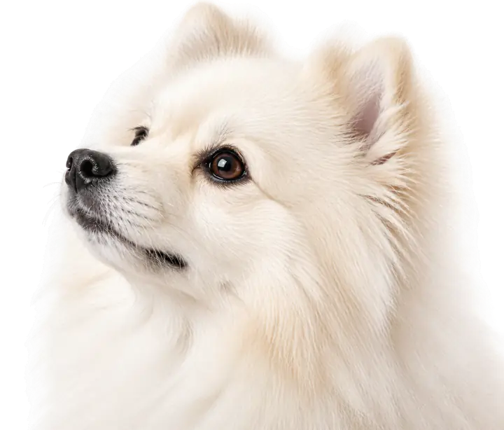 Cachorro branco de pelagem fofa olhando para cima