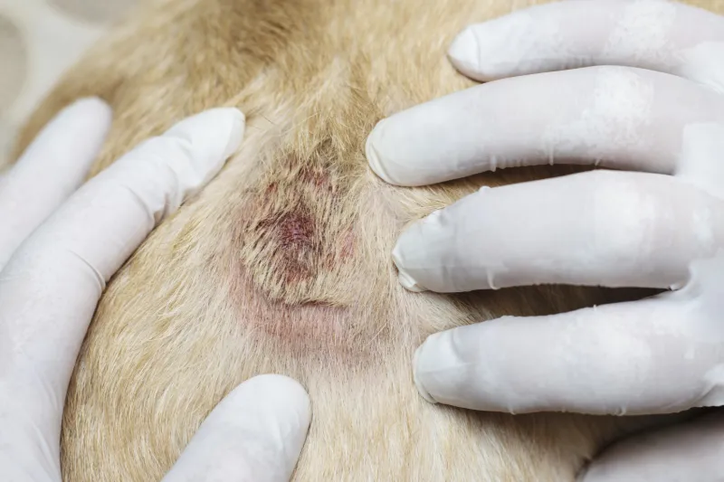 Veterinário examinando a pele de um cão